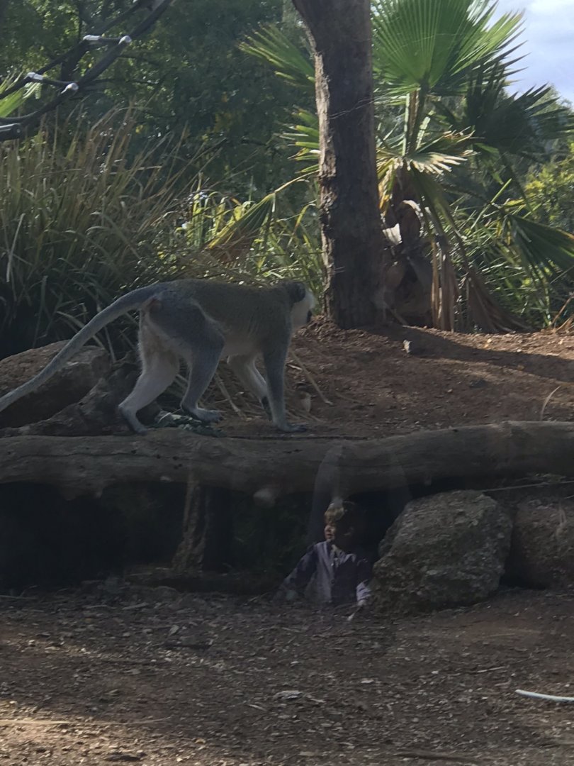 Vervet Monkey
