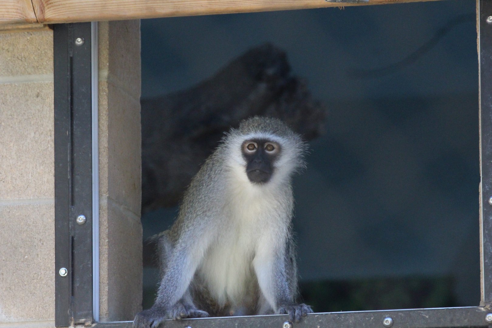 Vervet Monkey