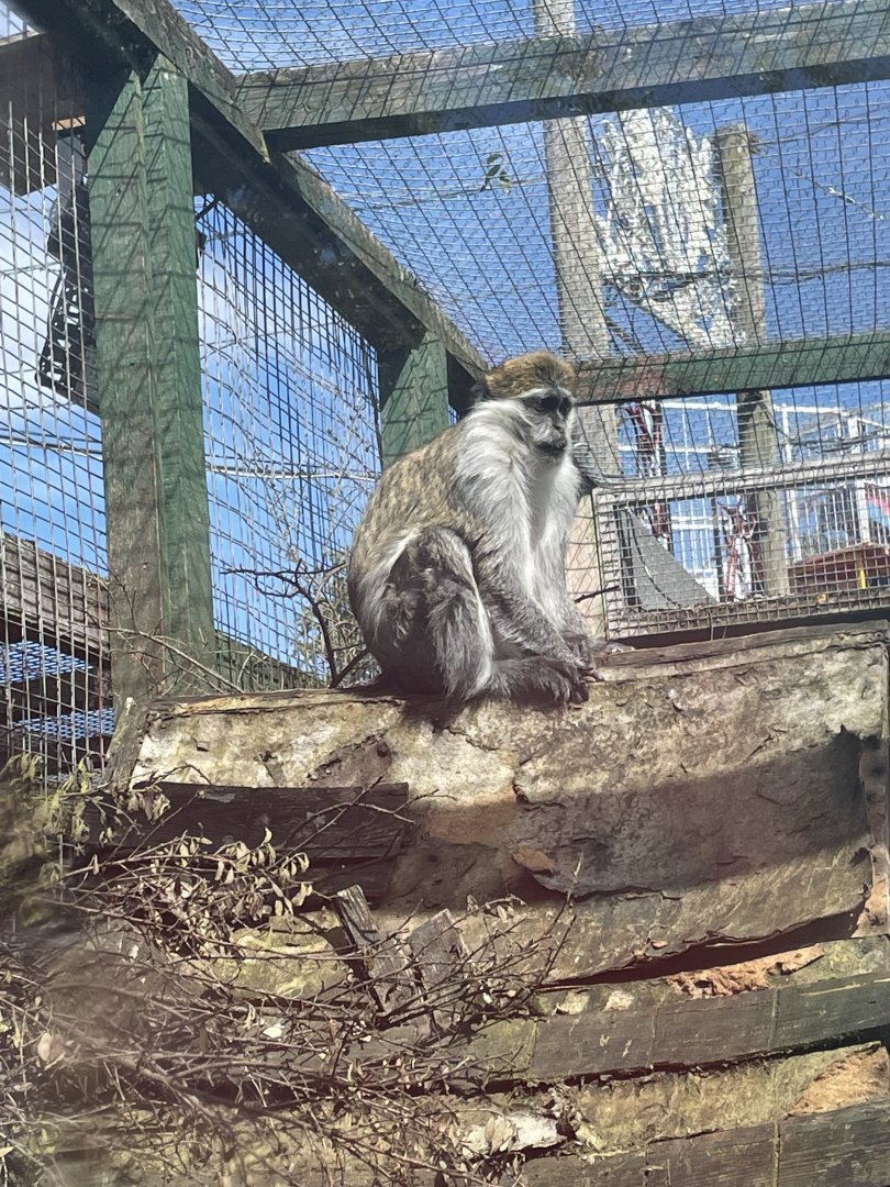 Vervet monkey