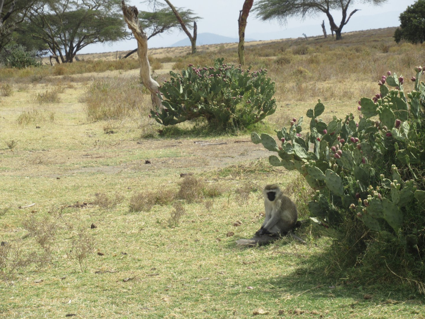 Vervet monkey