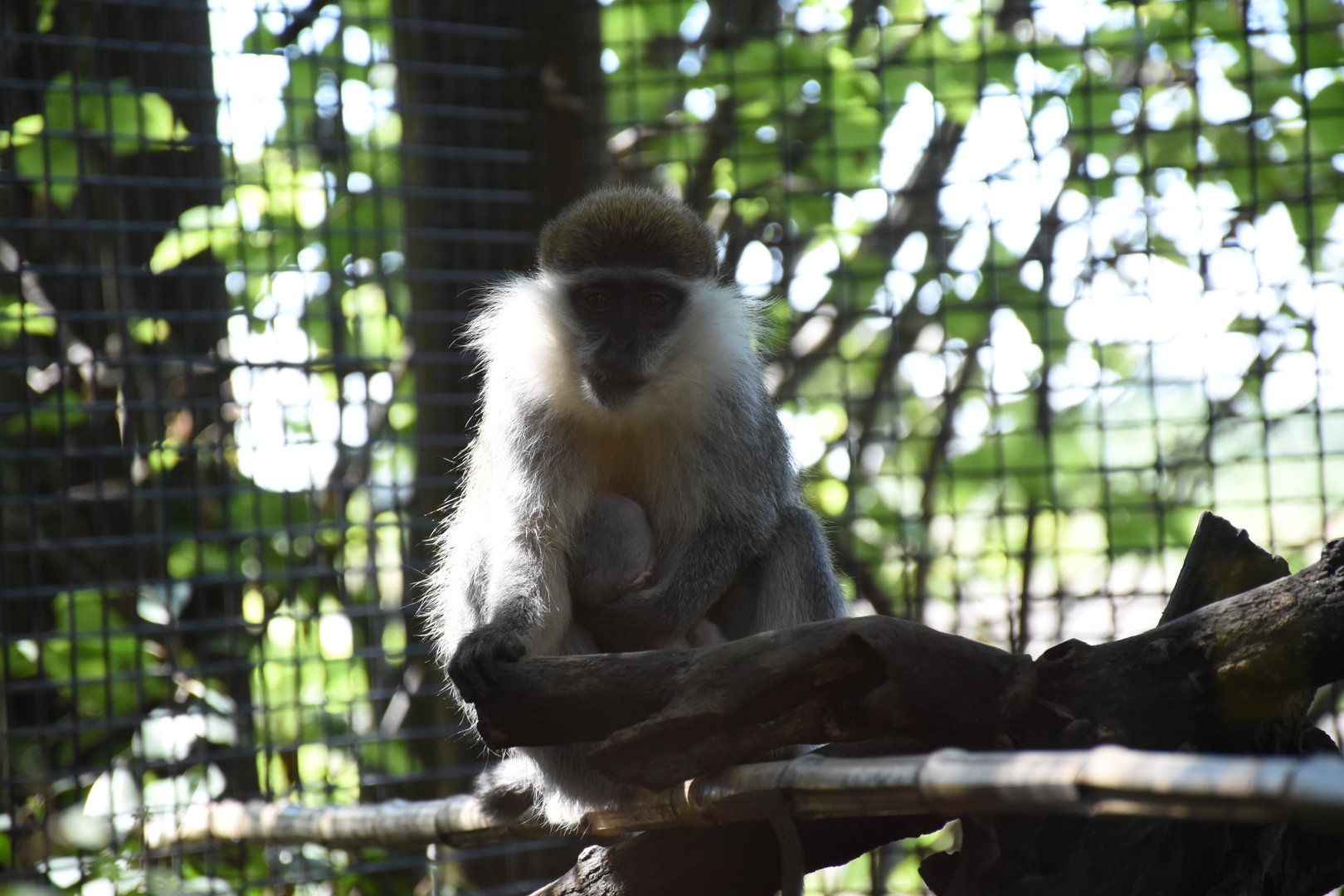 Vervet monkey