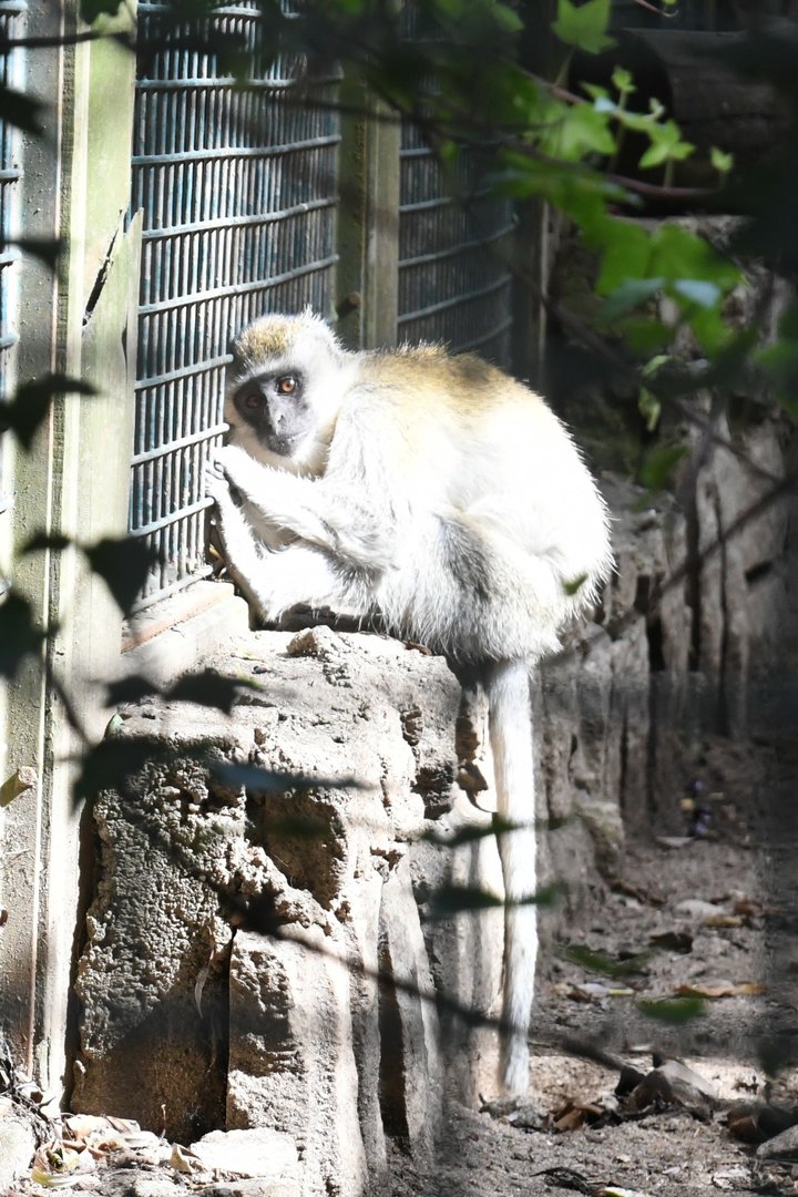 Vervet Monkey