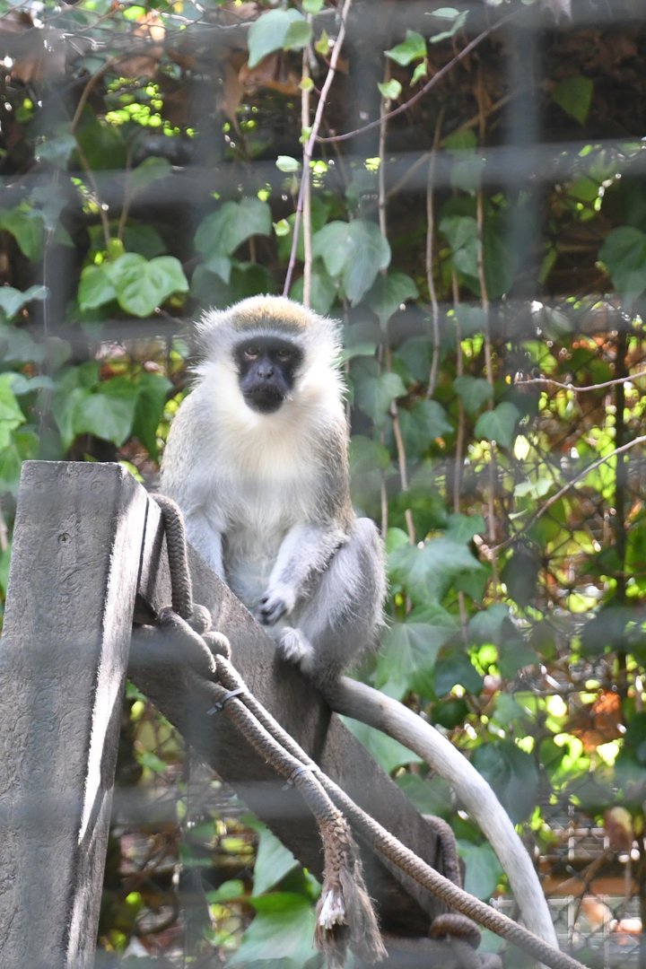 Vervet Monkey
