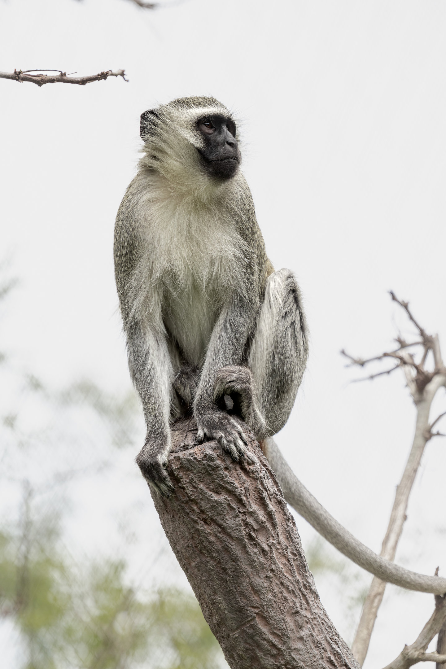 Vervet Monkey