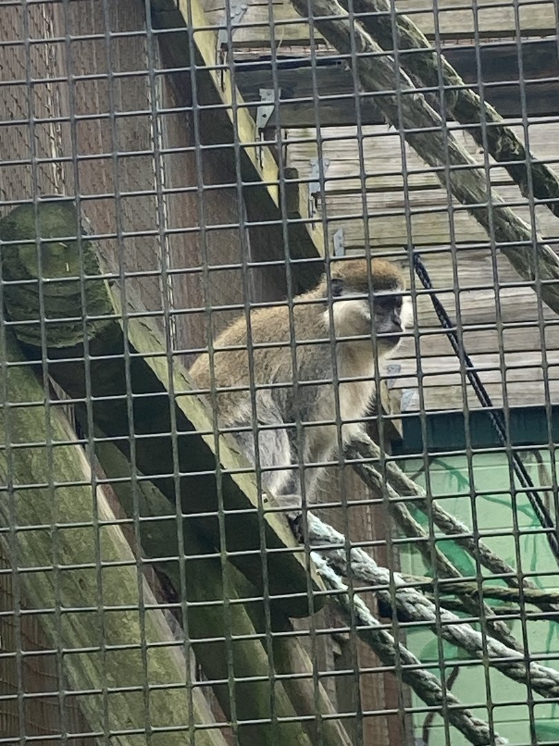 Vervet Monkey