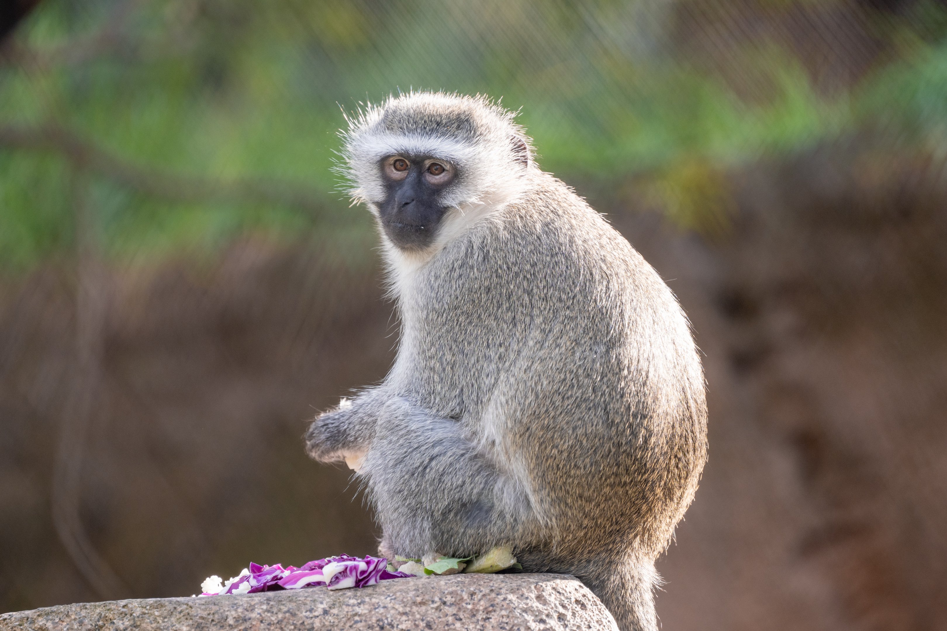 Vervet Monkey