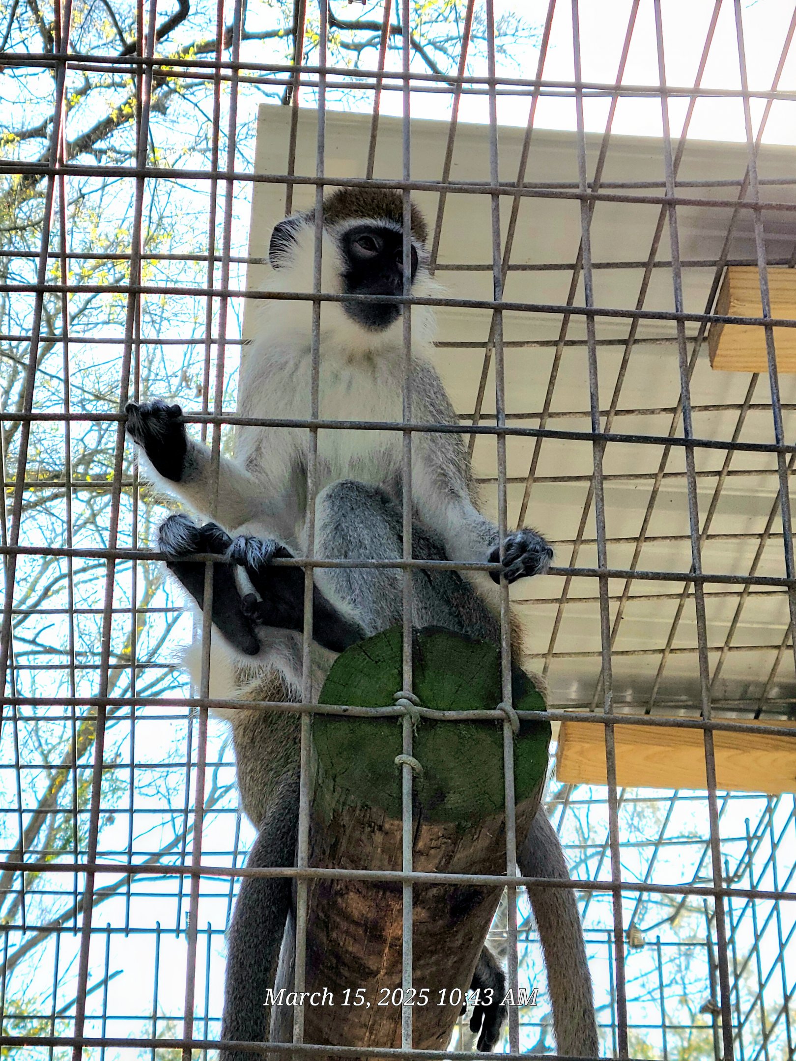 Vervet Monkey