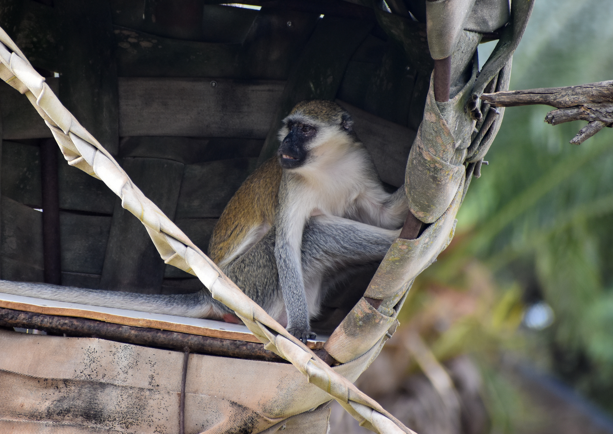 Vervet Monkey