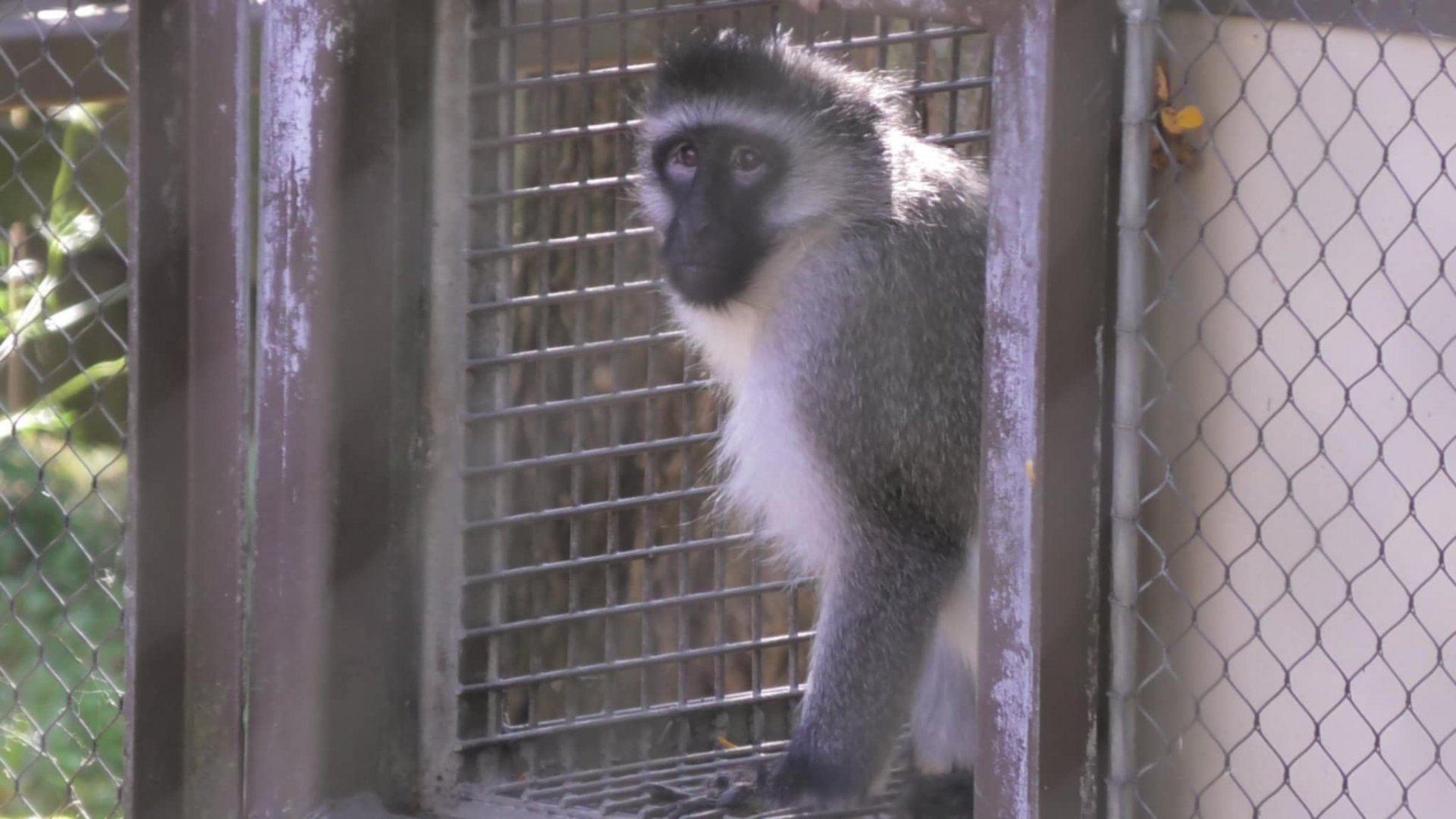 Vervet monkey