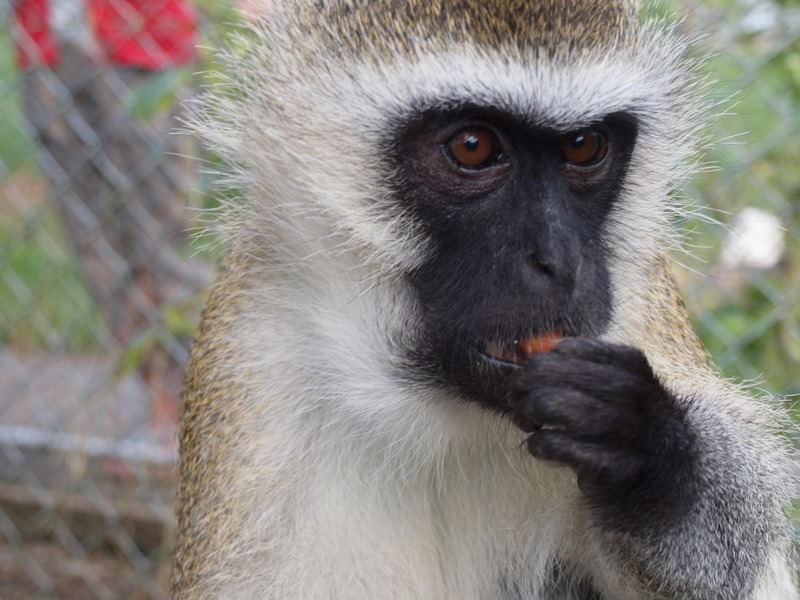 Vervet Monkey