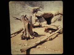Vervet monkeys and Aoudad kid 1972