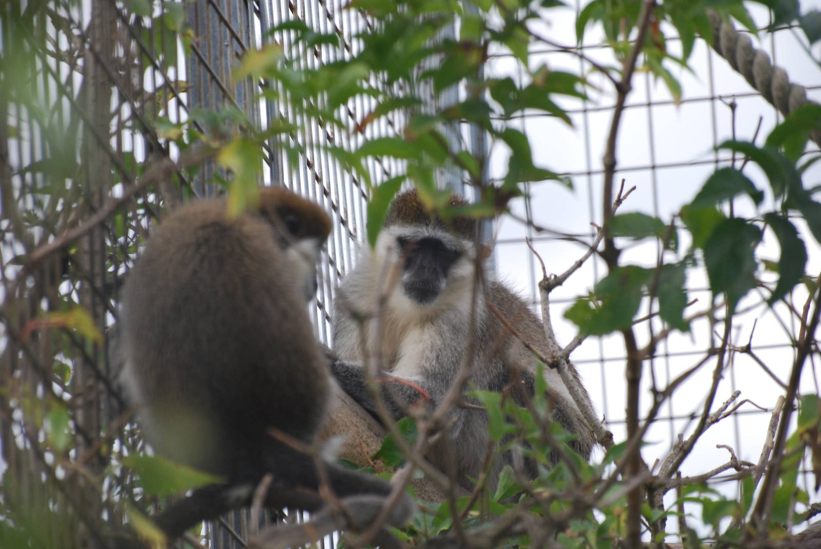 Vervet monkeys