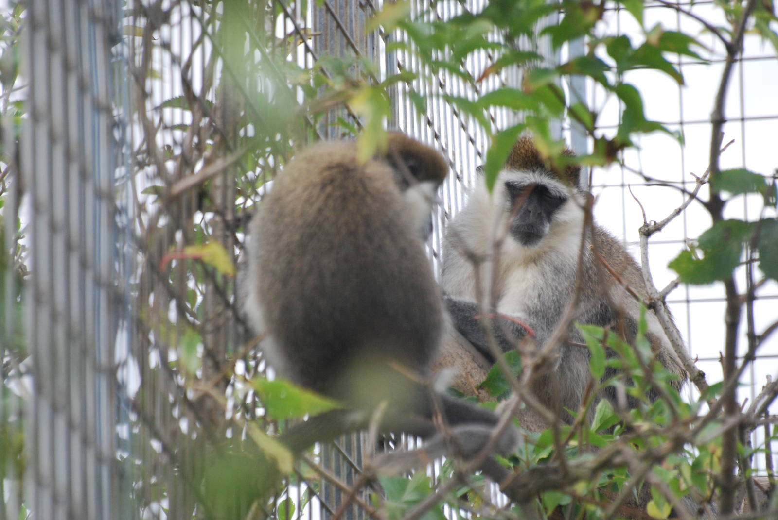 Vervet monkeys