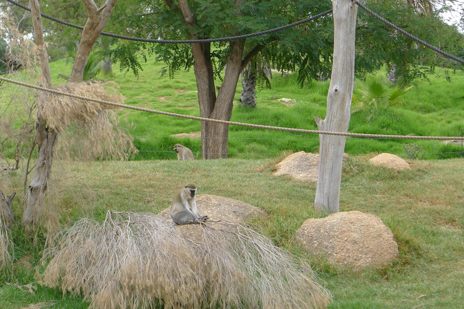 Vervet Monkeys