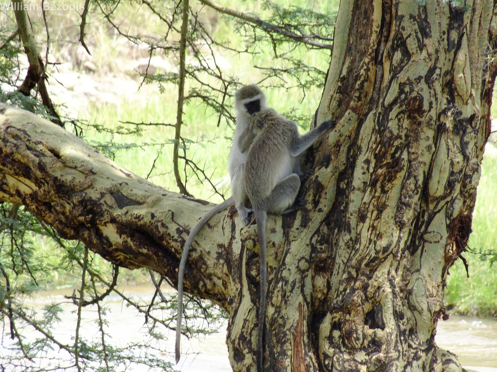 Vervet Monkeys