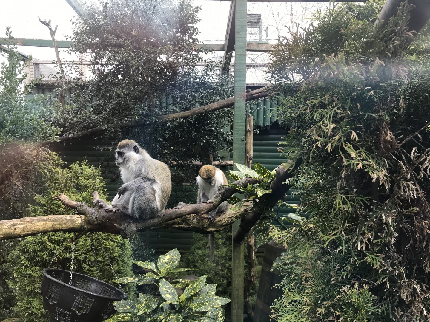 Vervet monkeys