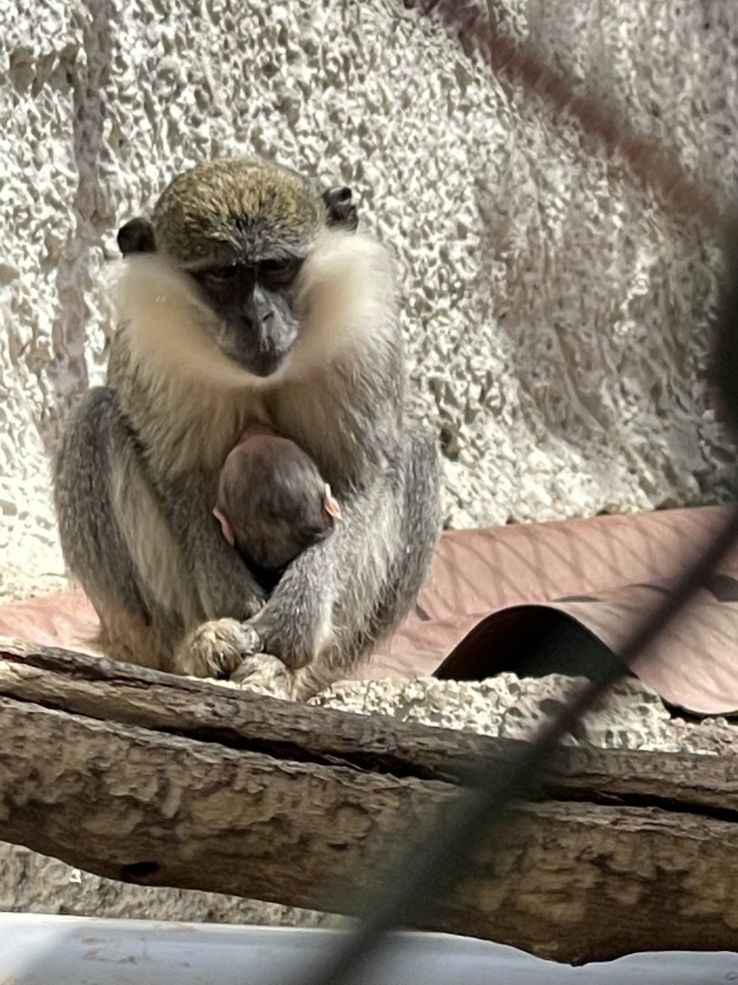 Vervet or Grivet? ~ Wildlife park Malta