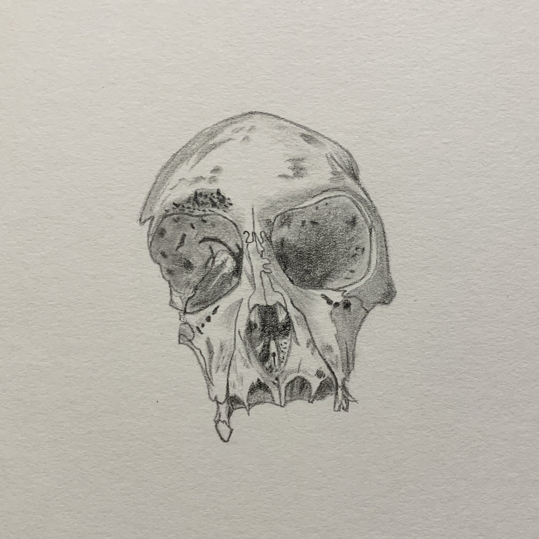Vervet Skull