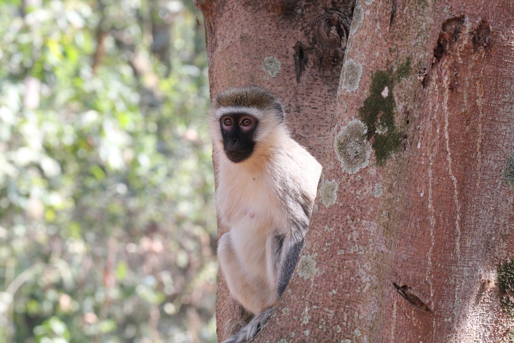 Vervet - wild animal living in the zoo grounds