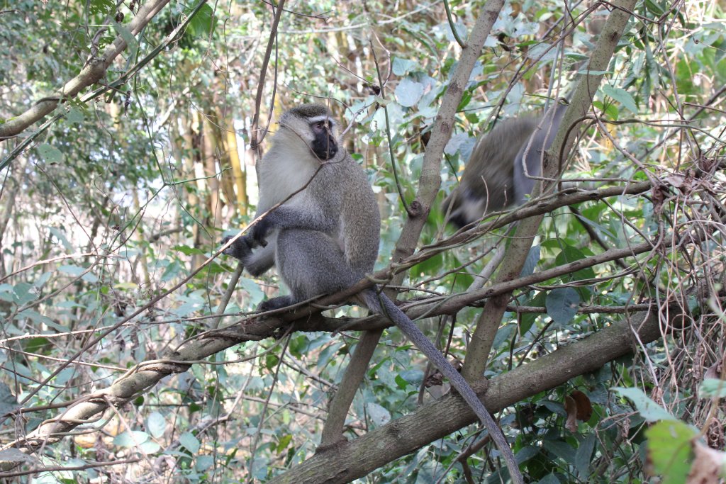Vervet - wild animal living in the zoo grounds