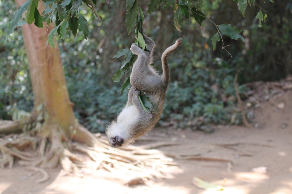 Vervet - wild animal living in the zoo grounds