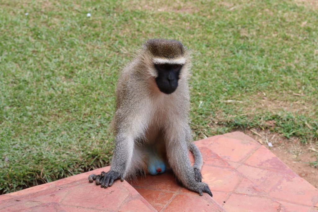 Vervet - wild animal