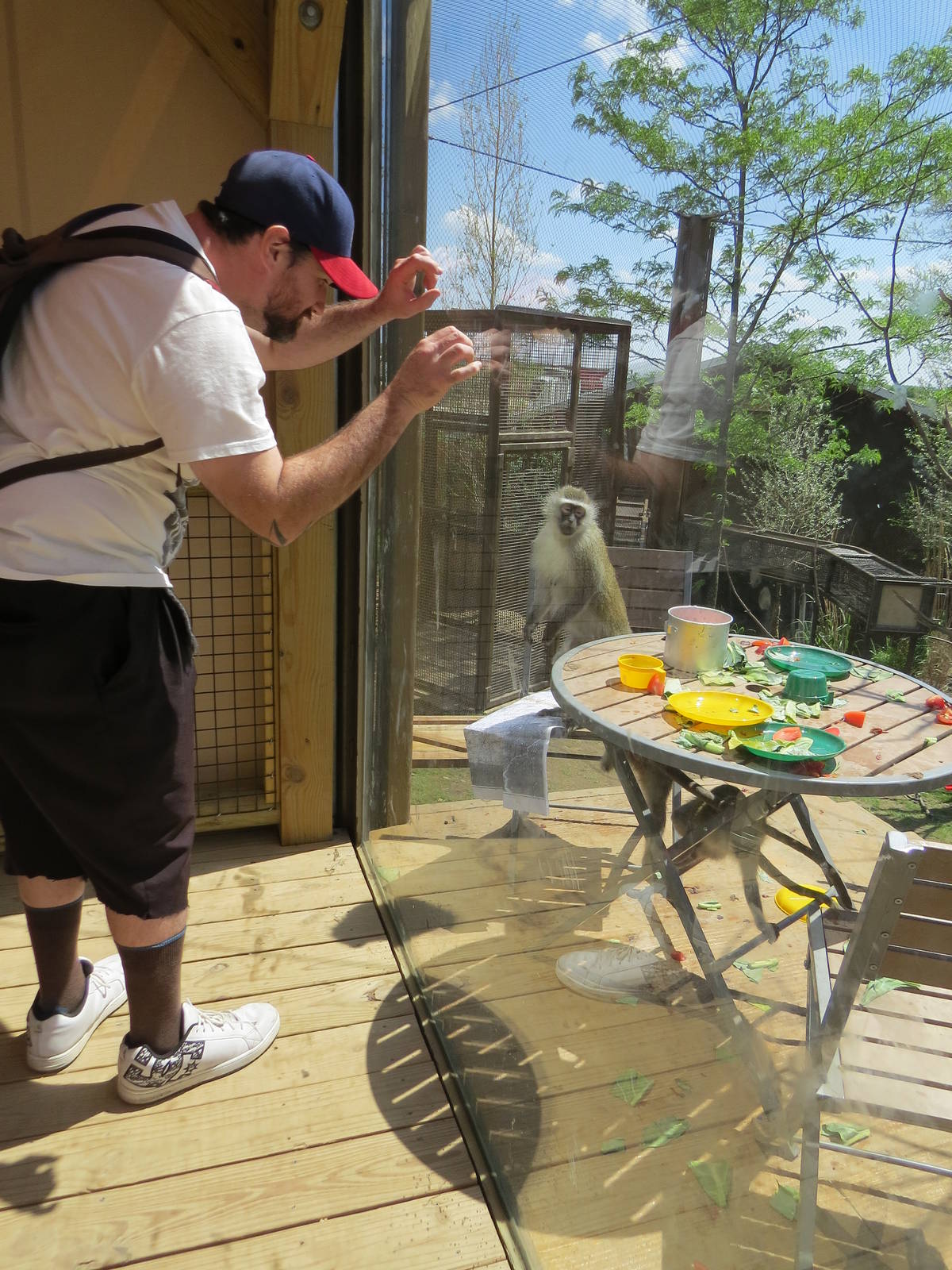 Vervets have invaded my base camp