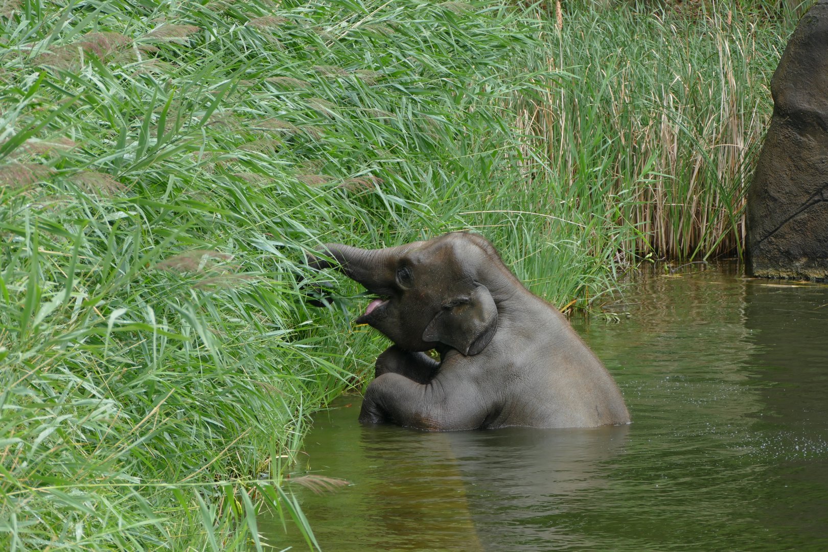 Very active elephant