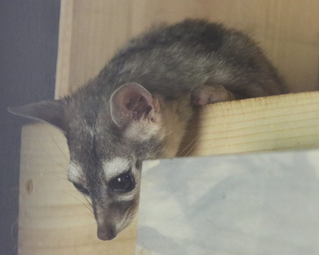 Very Active Ringtail