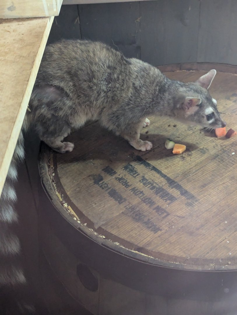 Very Active Ringtail