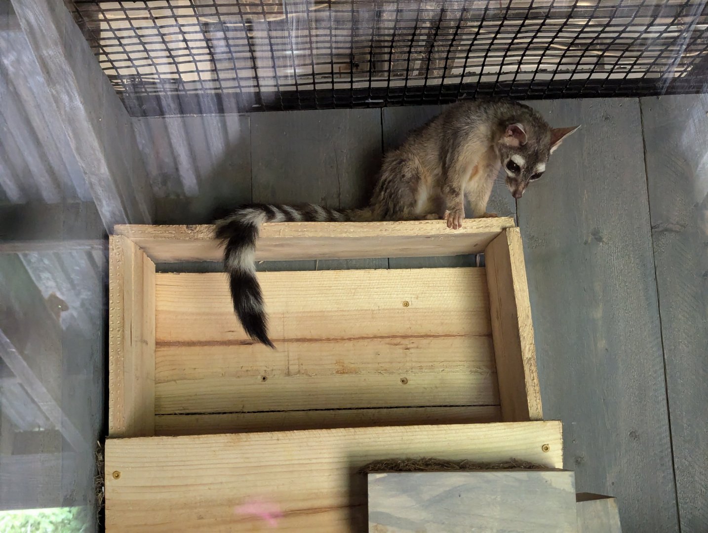Very Active Ringtail