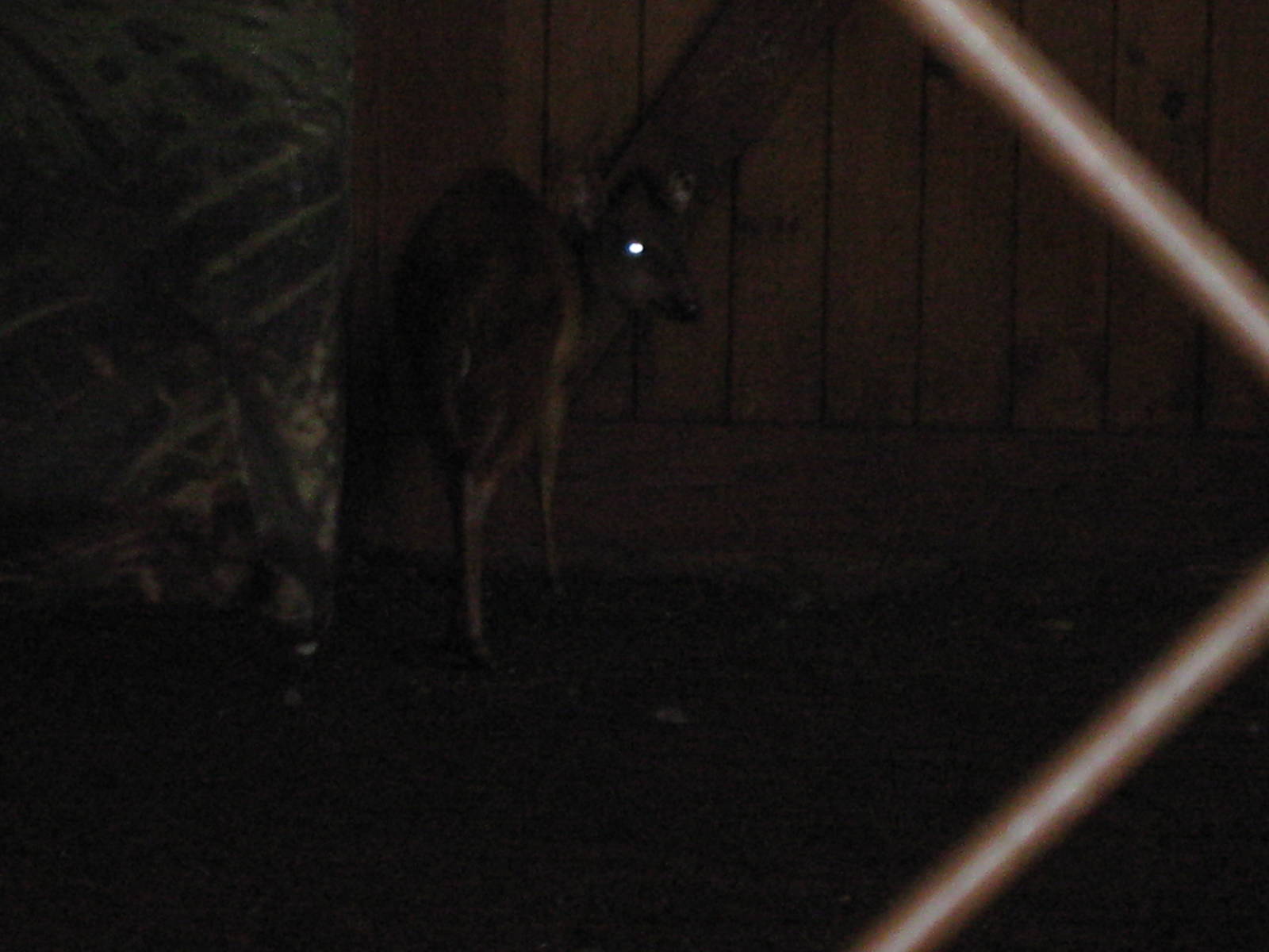 Very bad pic of Red Duiker in Secret World of the Okapi