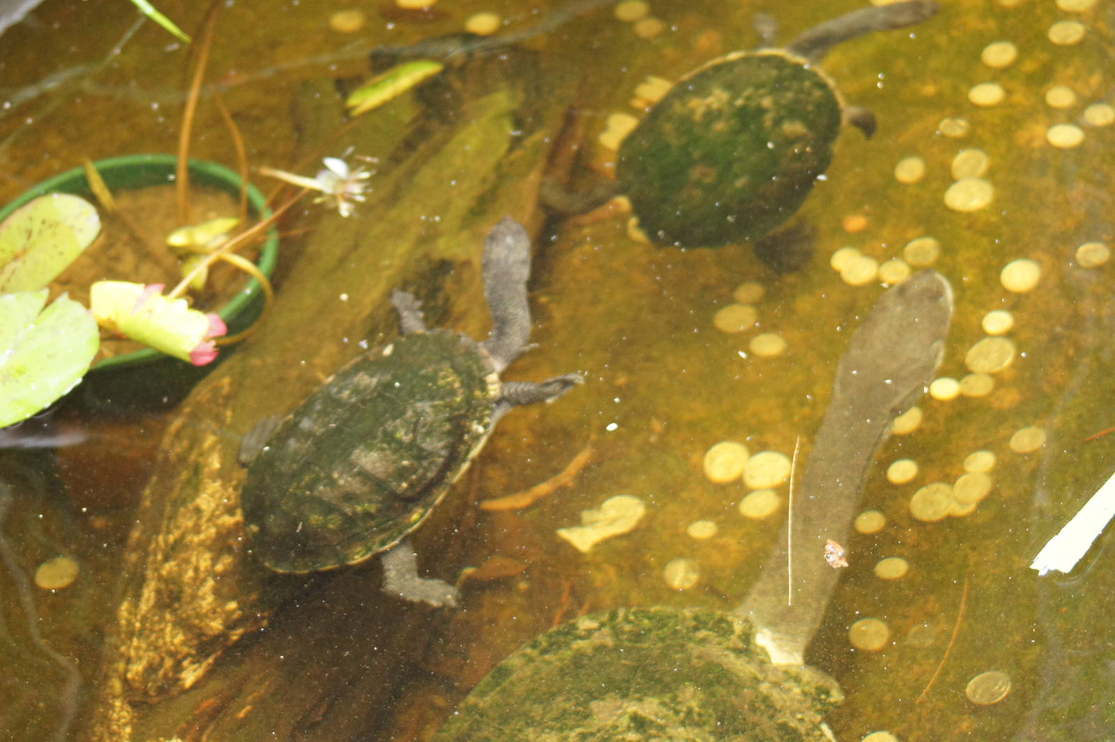 Very big Eastern Long Necked Turtle