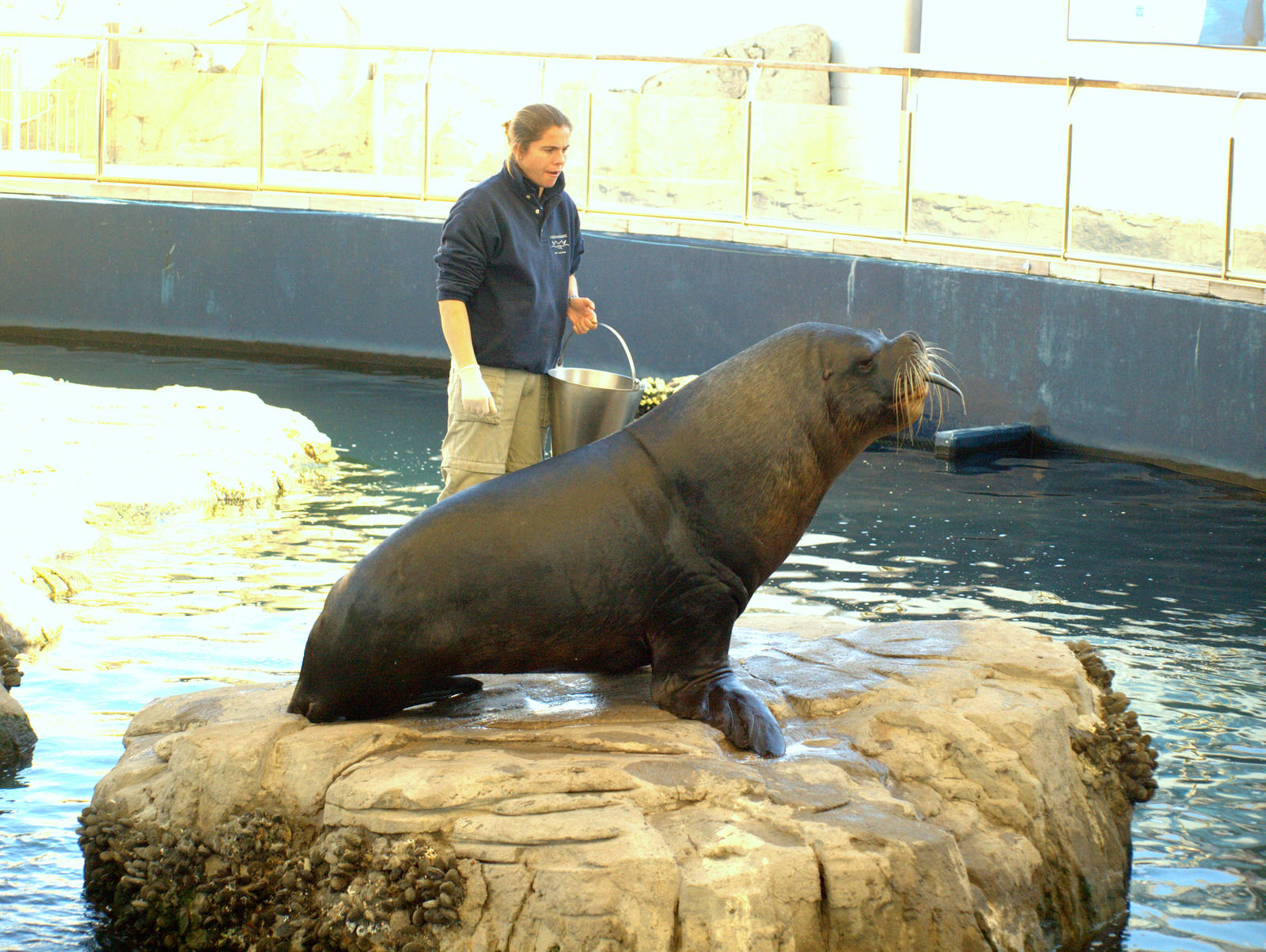 Very big Patagonian sea lion male and his trainer.