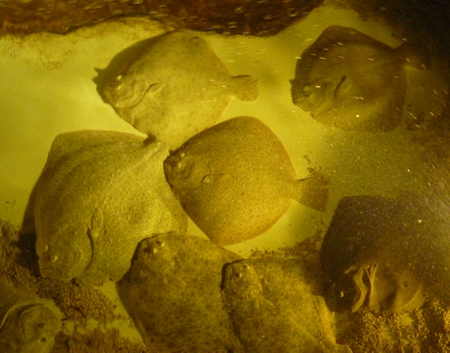 Very big Turbots (Psetta maxima)