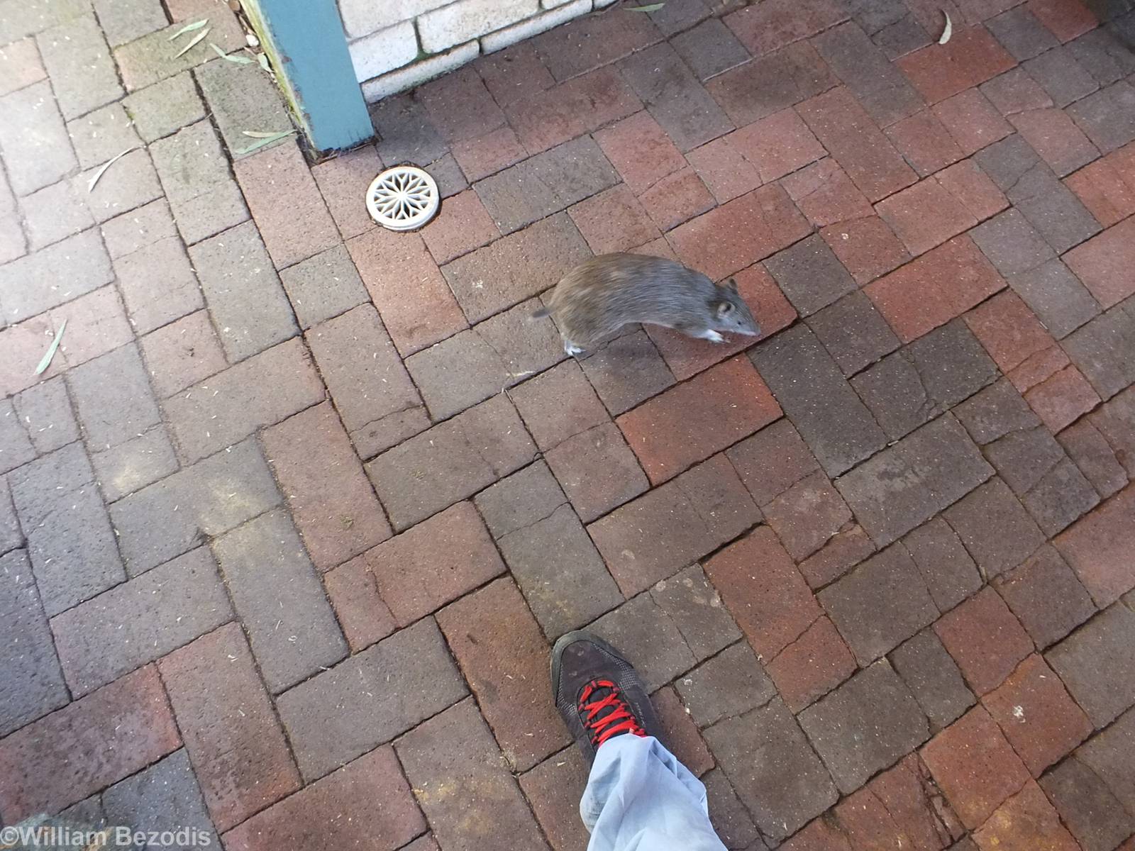 Very Brazen Southern Brown Bandicoot