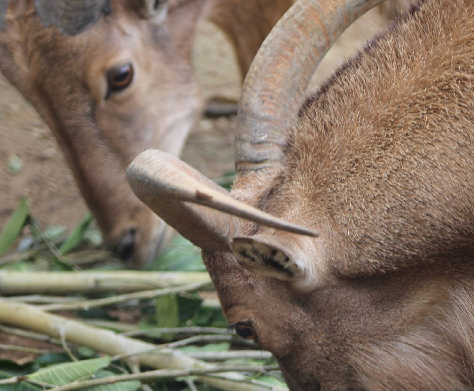 Very close-up Barbary sheep