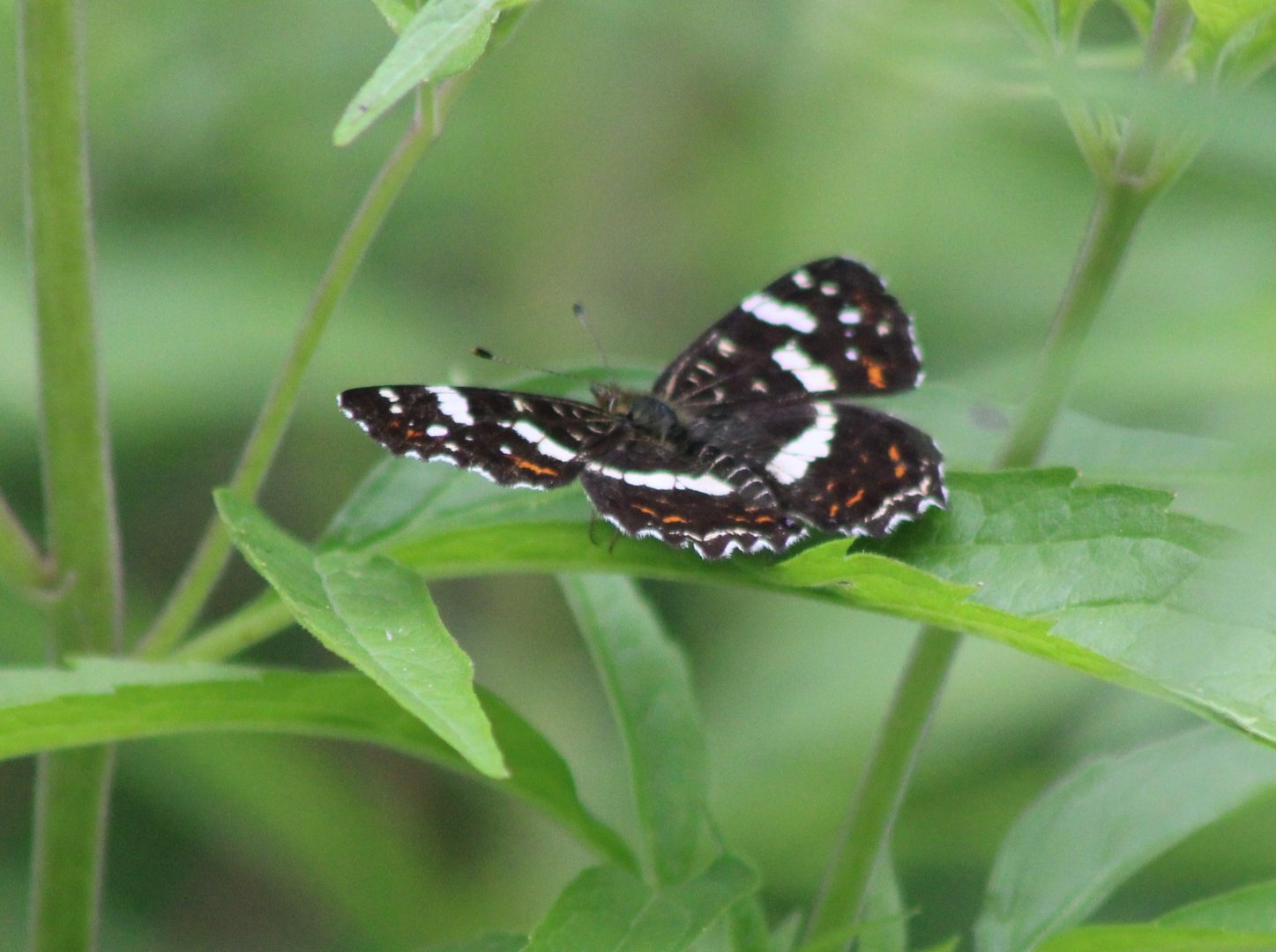 Very colorfull Map - summer-generation