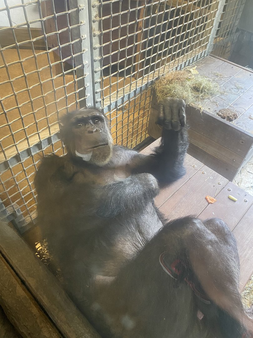 Very Confused Chimpanzee