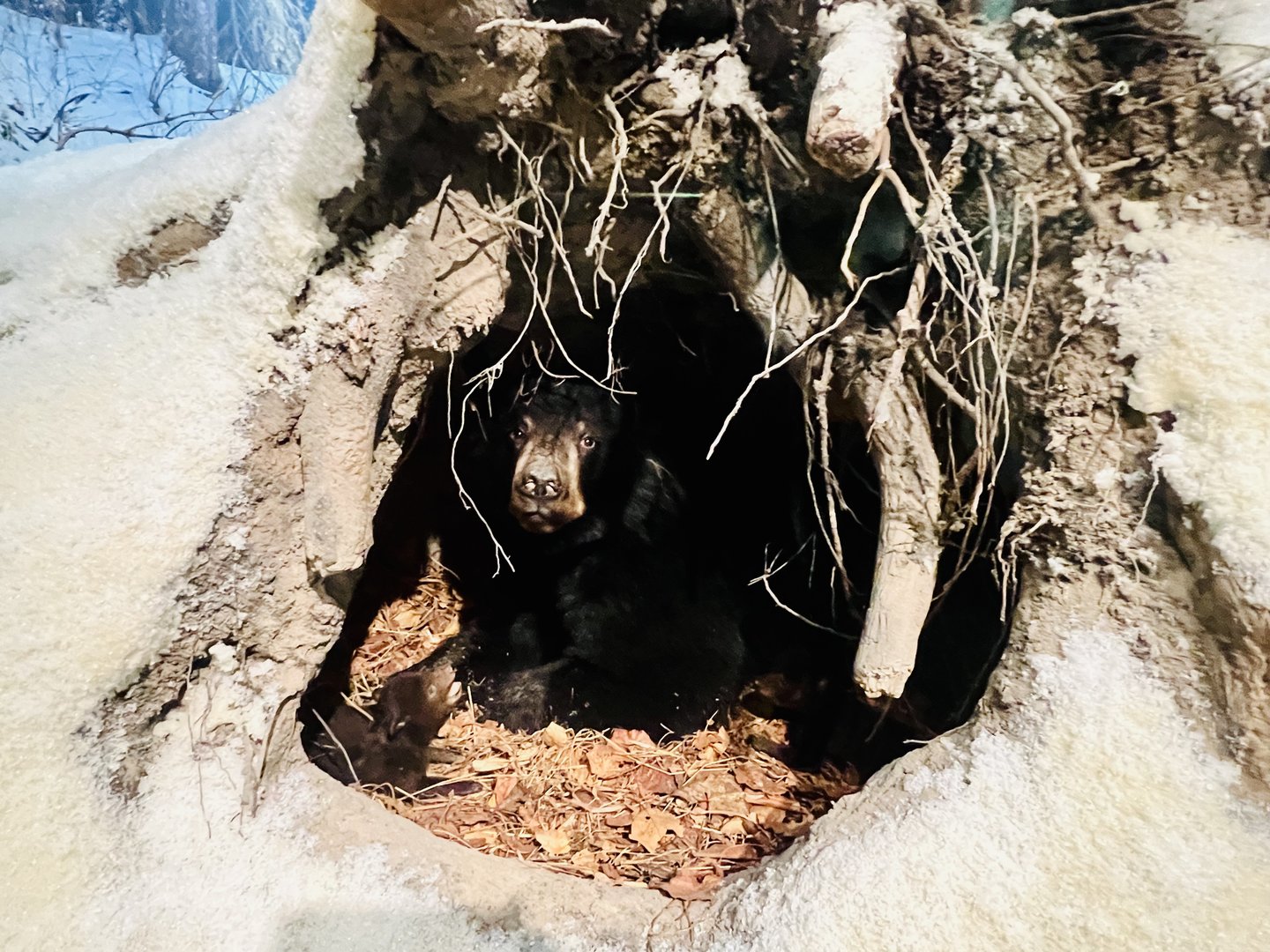 Very creative Black Bear Diorama