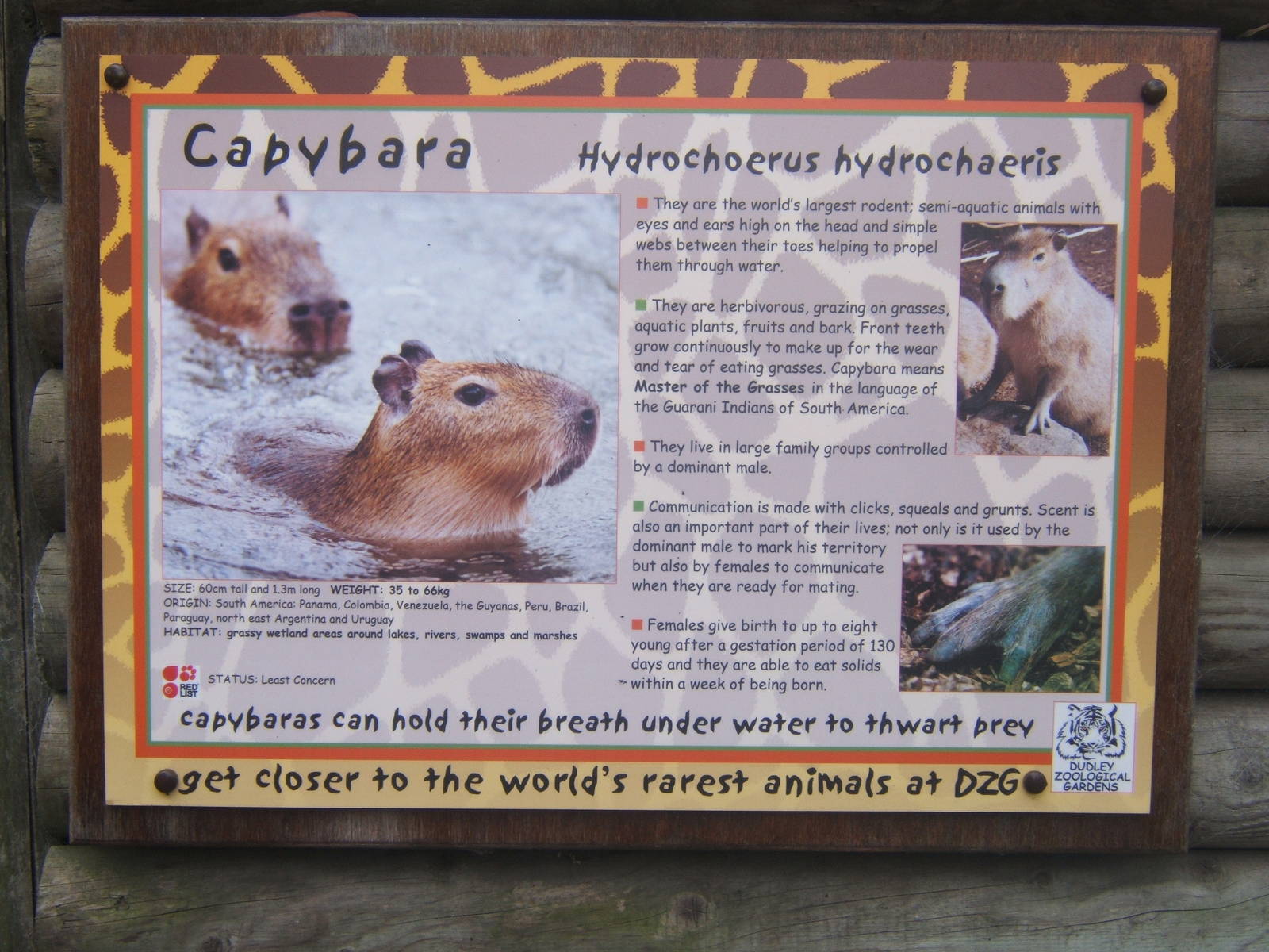 Very dangerous Capybara