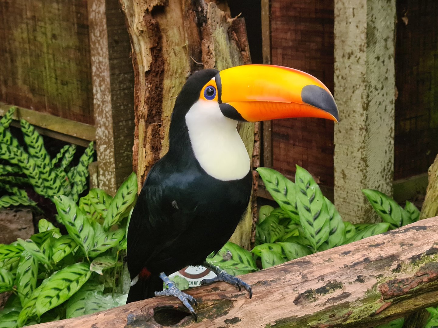 Very dapper Toco toucan