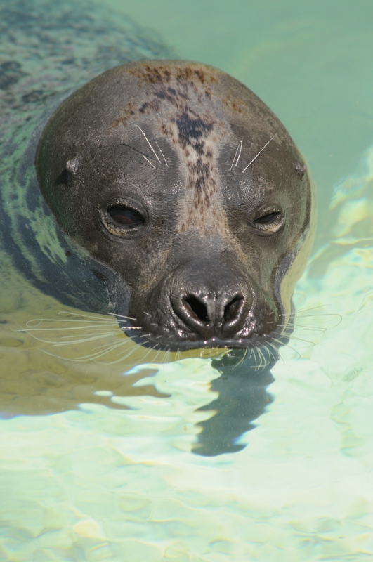 Very dark Harbour seal at Neuwied