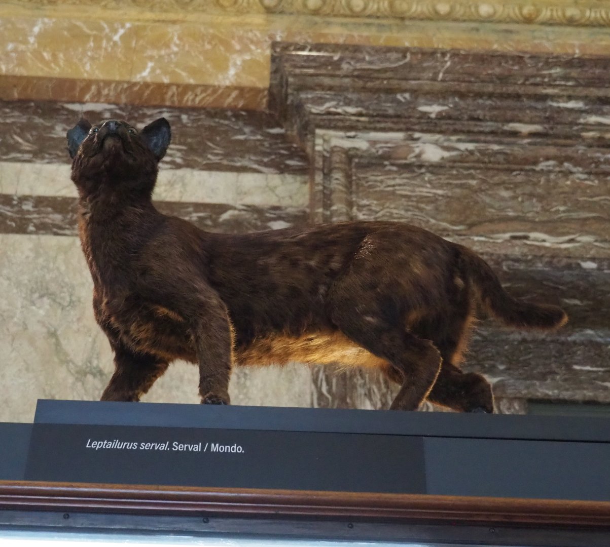 Very dark Serval (Leptailurus serval) specimen, 2021-10-20