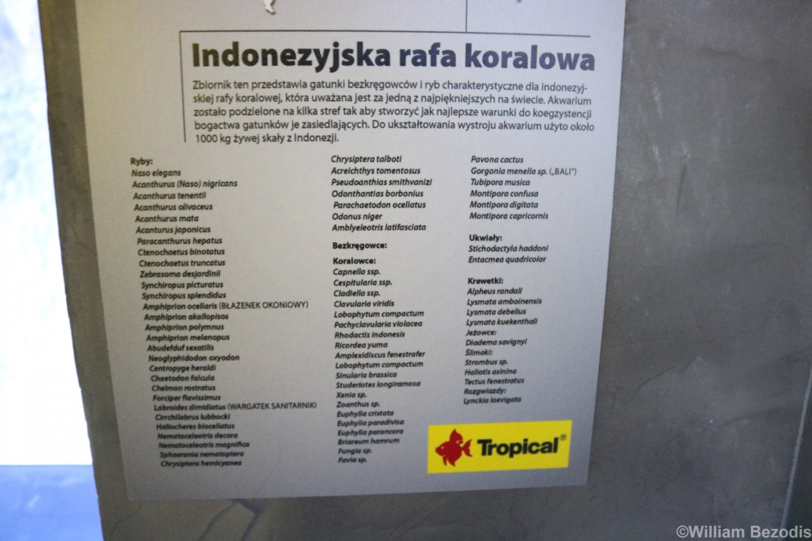 Very Extensive Indonesian Reef Species List