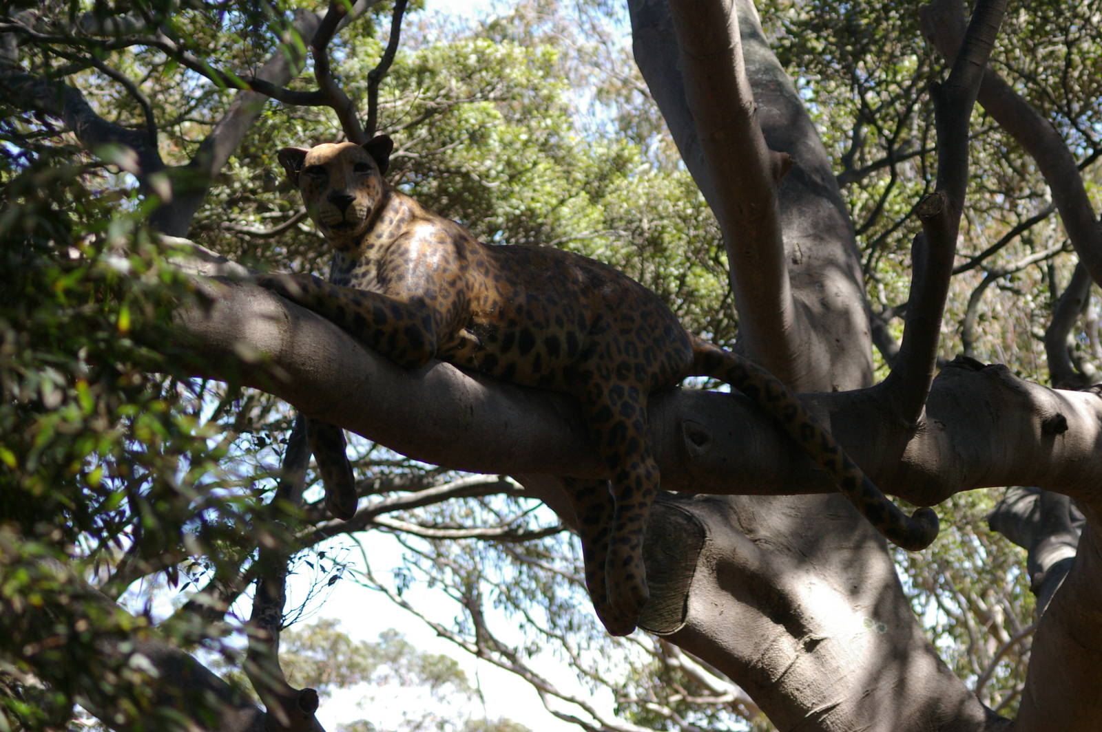 very fake leopard in a tree