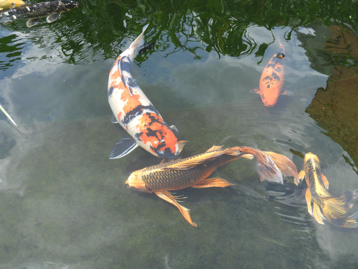 Very Fancy Koi (Cyprinus rubrofuscus)