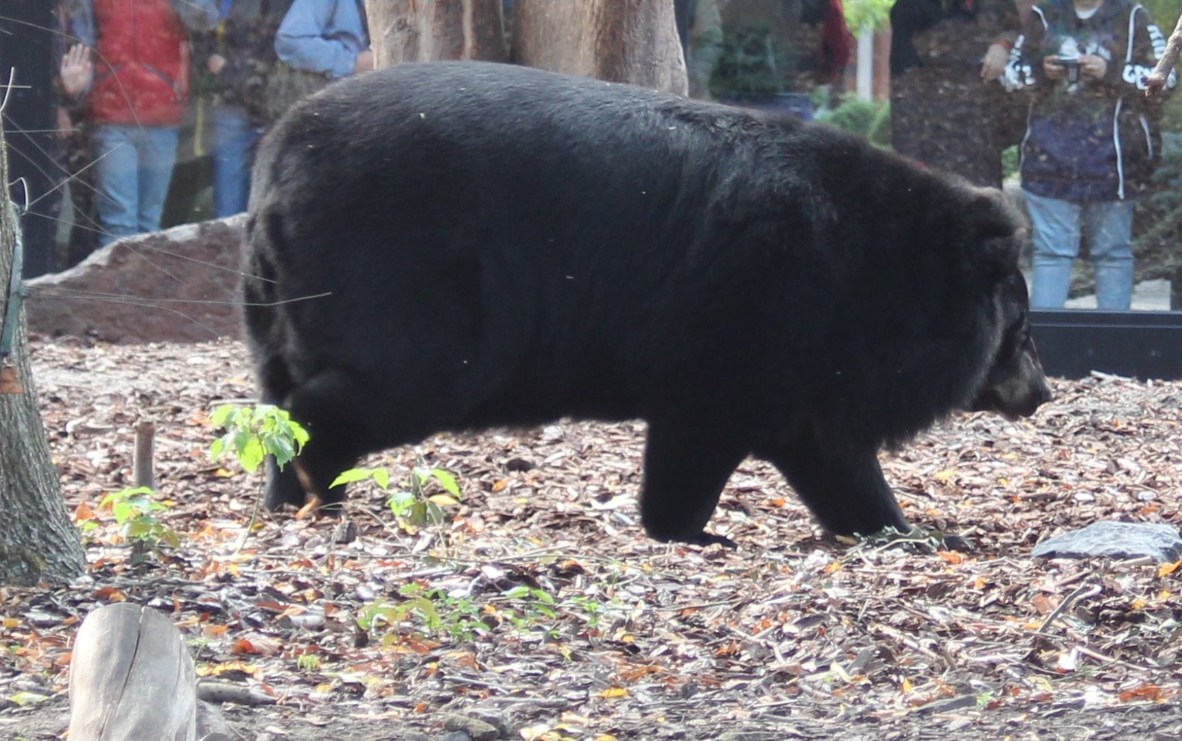 VERY fat Asiatic black bear