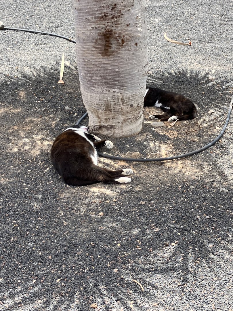 Very fat cat close to Lanzarote Aquarium 14/07/2024