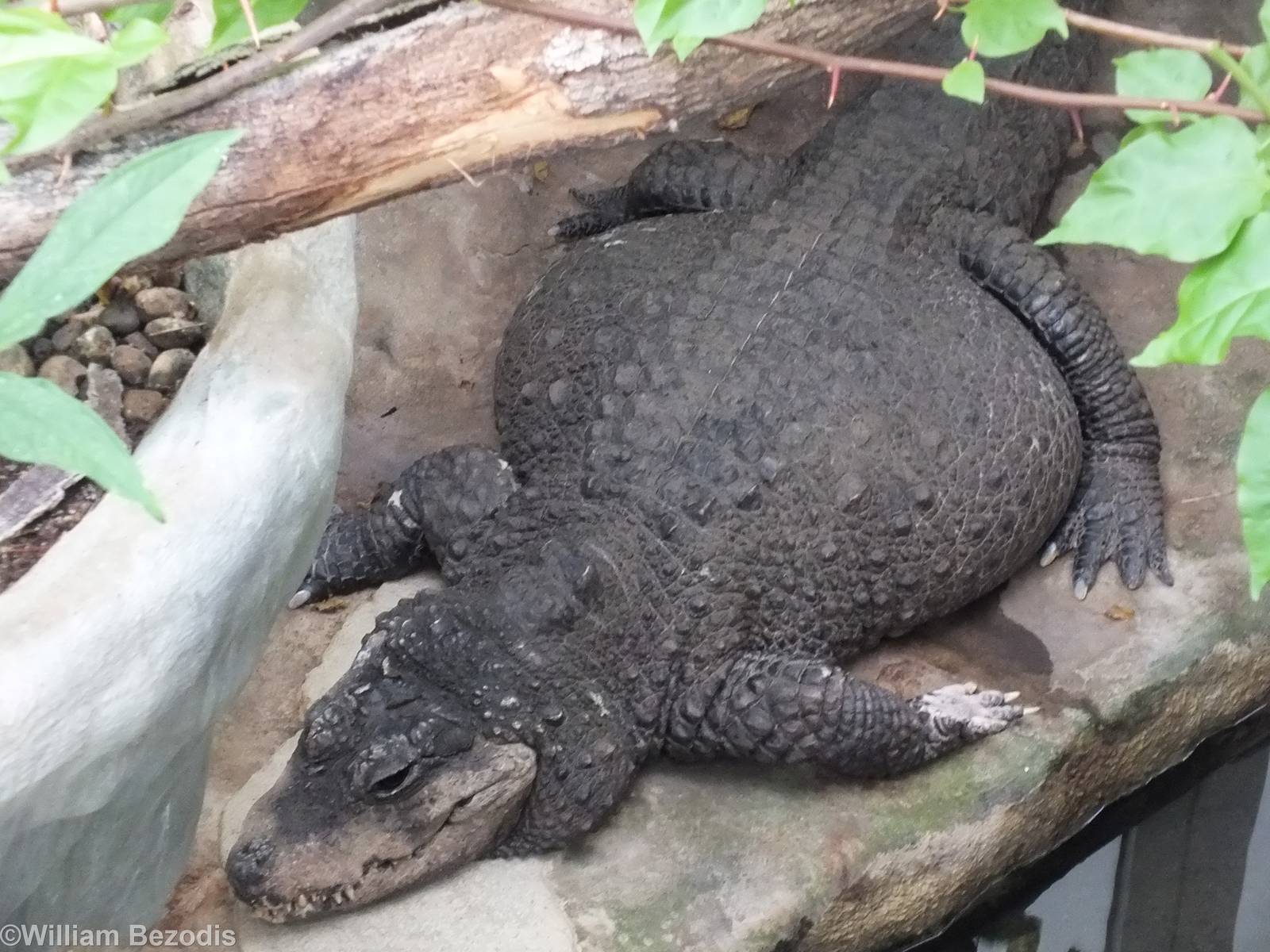 Very Fat Crocodile
